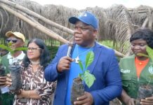 LACRA Begins Distribution of 750,000 Coffee Seedlings to Revive Liberia’s Coffee Industry