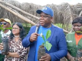 LACRA Begins Distribution of 750,000 Coffee Seedlings to Revive Liberia’s Coffee Industry