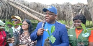 LACRA Begins Distribution of 750,000 Coffee Seedlings to Revive Liberia’s Coffee Industry