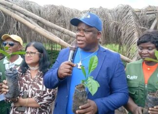 LACRA Begins Distribution of 750,000 Coffee Seedlings to Revive Liberia’s Coffee Industry