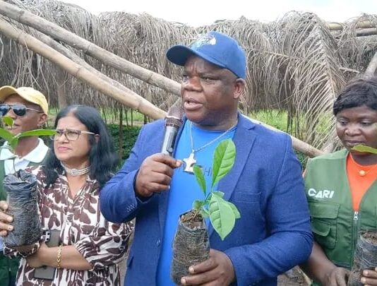 LACRA Begins Distribution of 750,000 Coffee Seedlings to Revive Liberia’s Coffee Industry