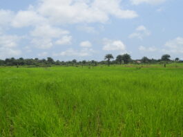 CRCA Expands Swamp Rice and Fruit Farming to Support Liberia’s ARREST Agenda CRCA Rice Farm