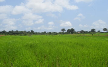 CRCA Expands Swamp Rice and Fruit Farming to Support Liberia’s ARREST Agenda CRCA Rice Farm