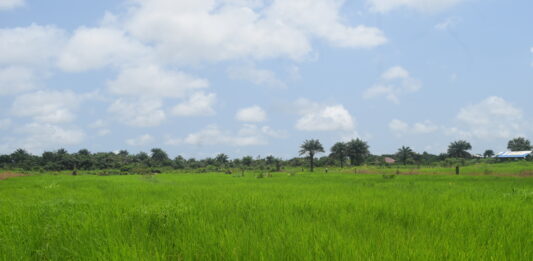 CRCA Expands Swamp Rice and Fruit Farming to Support Liberia’s ARREST Agenda CRCA Rice Farm
