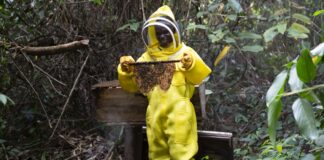 Counting Bees, Building Futures: Liberia’s First Honeybee Survey Maps a Path for Growth