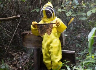 Counting Bees, Building Futures: Liberia’s First Honeybee Survey Maps a Path for Growth