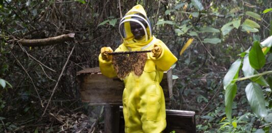 Counting Bees, Building Futures: Liberia’s First Honeybee Survey Maps a Path for Growth
