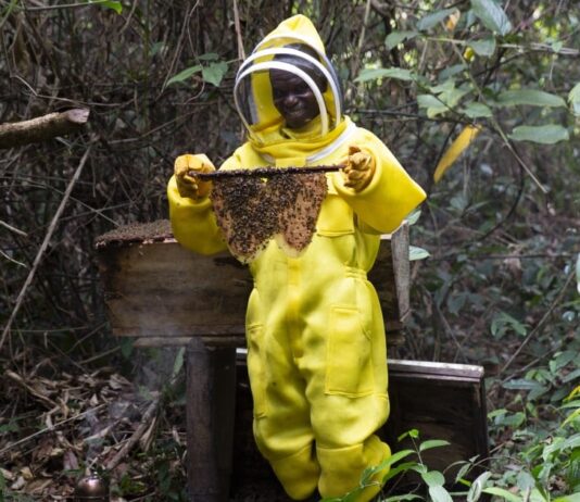 Counting Bees, Building Futures: Liberia’s First Honeybee Survey Maps a Path for Growth
